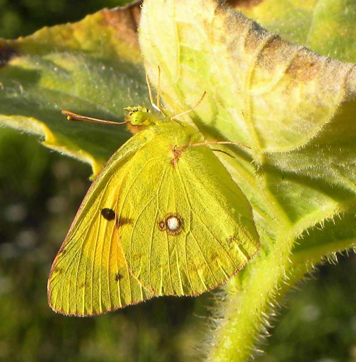 conferma identificazione - Colias crocea e Colias sp.